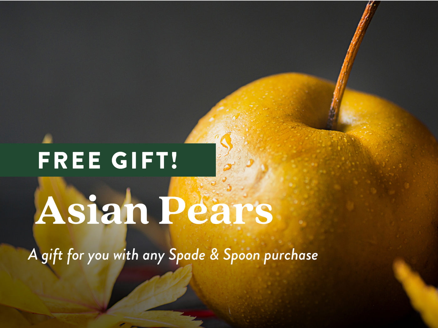 FREE GIFT! ASIAN PEARS